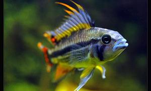 Apistogramma cacatuoides &#8211; Pielęgniczka Kakadu