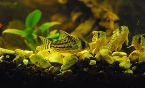 kirysek - Corydoras schwartzi