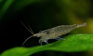 Caridina multidentata  - krewetka amano