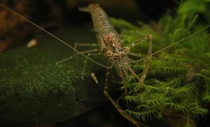 Krewetka szklista /Macrobrachium lanchesteri /Glass shrimp