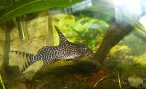 Synodontis czarny