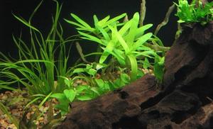 Rotala sp.Green (reszta do identyfikacji gdyż cześć roślin dostałem w prezencie)