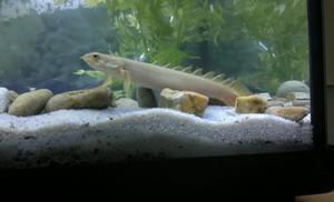 Polypterus