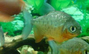 Pirania Pacu