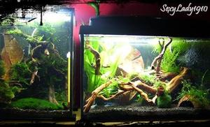 [20l.] Shrimp Set Krewetkarium [25l.]Krewetkarium +ryby