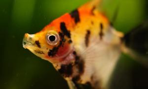 Red Devil Angelfish 