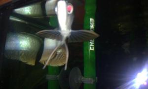 arowana srebrna