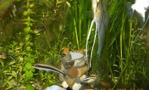 PTEROPHYLLUM  250L