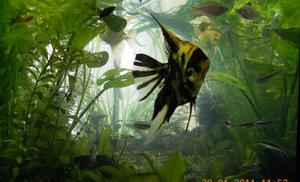 PTEROPHYLLUM  250L