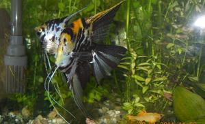 PTEROPHYLLUM  250L