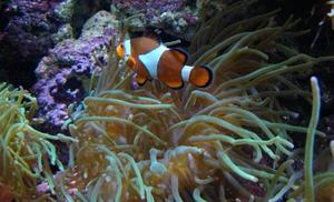 Amphiprion ocellaris