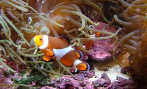 Nemo i Ukwiał