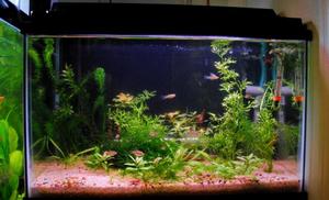 Krewetkarium 20 L