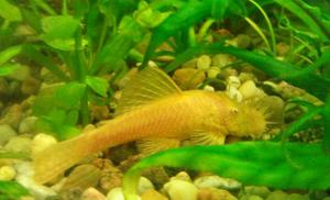 Ancistrus Sp. Gold