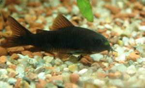 Kirys czarny - Corydoras cf. aeneus  (black) 