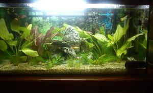 My Aquarium