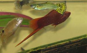 stadko rybek ( na 1 planie nowy w akwarium samiec gupika ) 