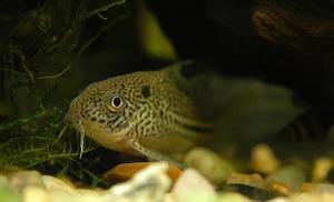 Kirysek lamparci - Corydoras julii.