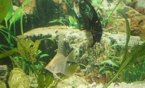 Angel fish