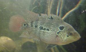 flowerhorn