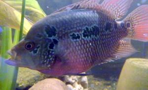 flowerhorn mlody 