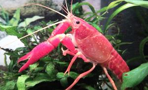 procambarus clarkii Ulubieniec ;)