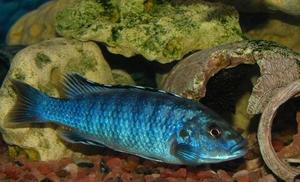 Labidochromis textiles