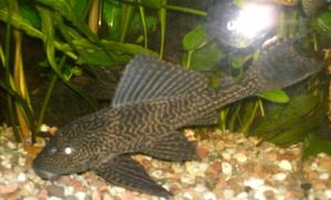 pleco