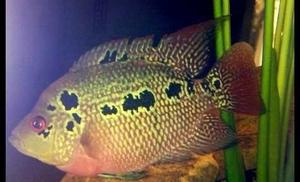 flowerhorn mlody 