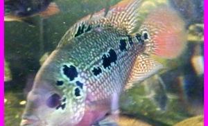 flowerhorn mlody 