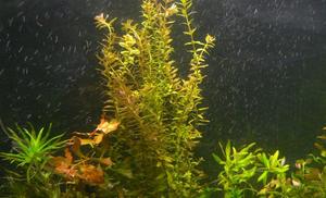 rotala okrągłolistna