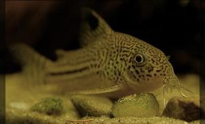 Kirysek lamparci - Corydoras julii.