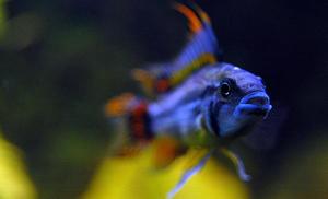 Apistogramma cacatuoides &#8211; Pielęgniczka Kakadu