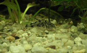 Kirysek pstry - Corydoras paleatus.