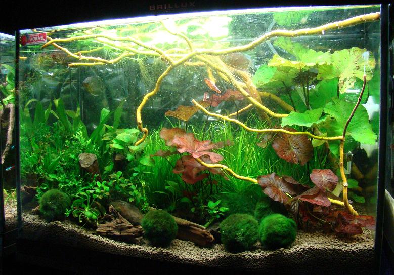 Akwarium dla gurami z roślinami