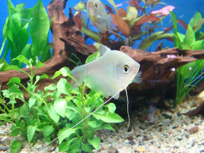 Gurami drobnołuski - ryby akwariowe