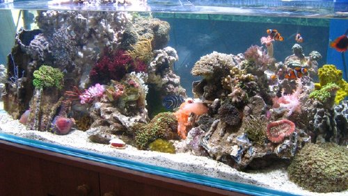 Koralowce i błazenki w akwarium morskim